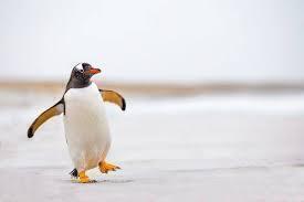 Ortopedici, camminata da pinguini per evitare scivoloni sul ghiaccio