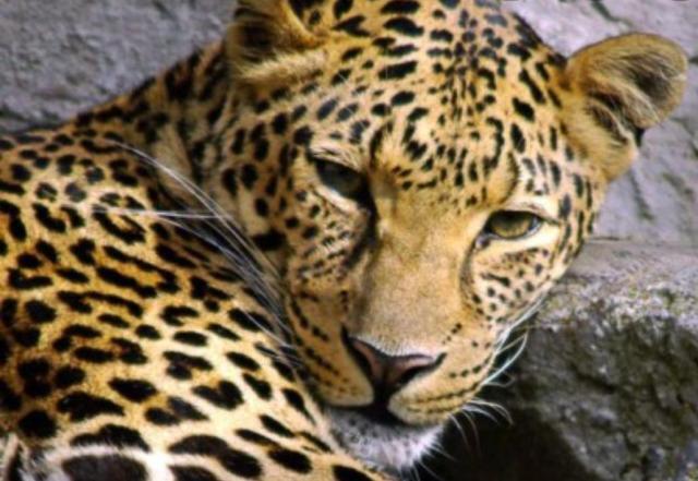 A pelle di Leopardo