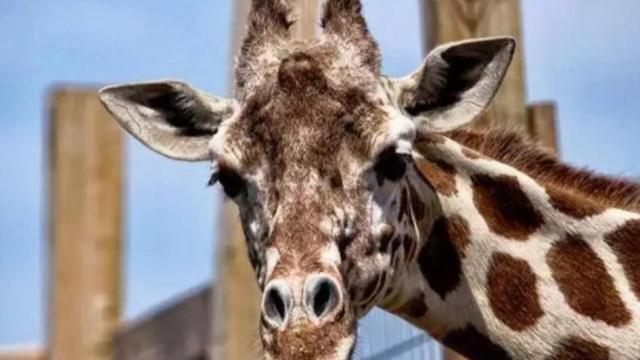 News York. Soppressa la giraffa April. Aveva 20 anni e soffriva di artrite
