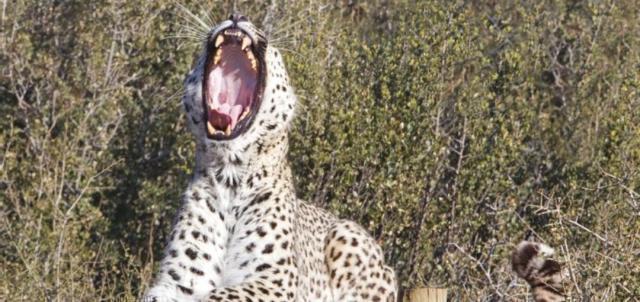 Avvistata e fotografata una rara coppia di leopardi persiani in Pakistan