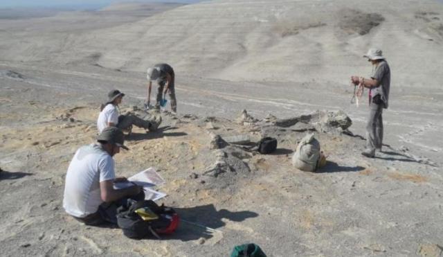 Perù: svelata l’origine di uno dei più grandi giacimenti di fossili di cetacei al mondo