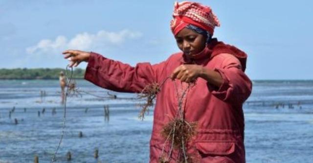 Acquacoltura ed empowerment: Aics in Kenya supporta le donne nella blue economy