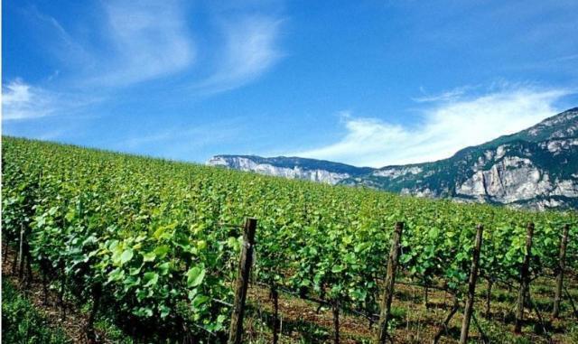 Trento: 3 milioni di euro per il settore vitivinicolo ed enoturistico