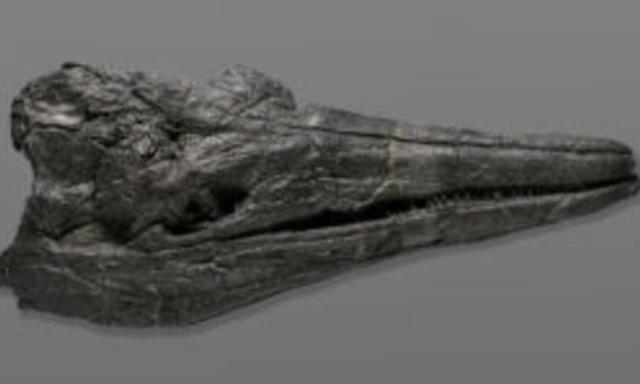 Un ittiosauro lungo 17 metri era il gigante del mare