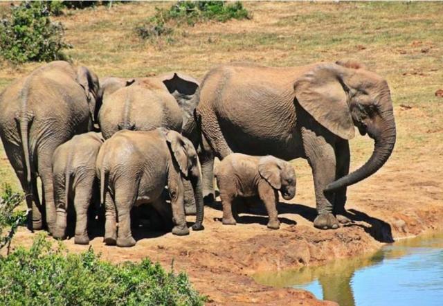 In Gabon un’assise nazionale per superare il conflitto contadini-elefanti