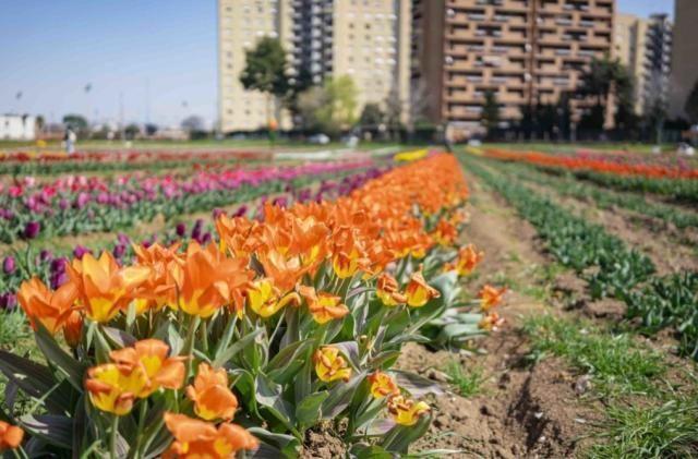A Roma sbocciano 300mila tulipani: rifiorisce il TuliPark