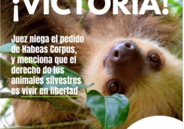 In Ecuador gli animali sono riconosciuti come soggetto giuridico con diritto alla libertà
