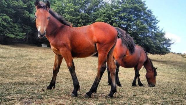 Approvata all’unanimità la legge per la tutela e valorizzazione del Cavallo del Catria