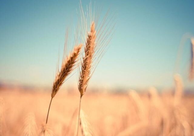 In Ucraina bloccati 22 milioni di tonnellate di grano, il rischio di una crisi alimentare nel mondo