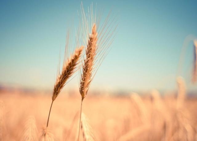 In Ucraina bloccati 22 milioni di tonnellate di grano, il rischio di una crisi alimentare nel mondo