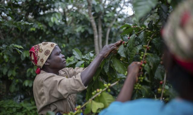 Il caffè potrebbe salvare la foresta pluviale del Mozambico