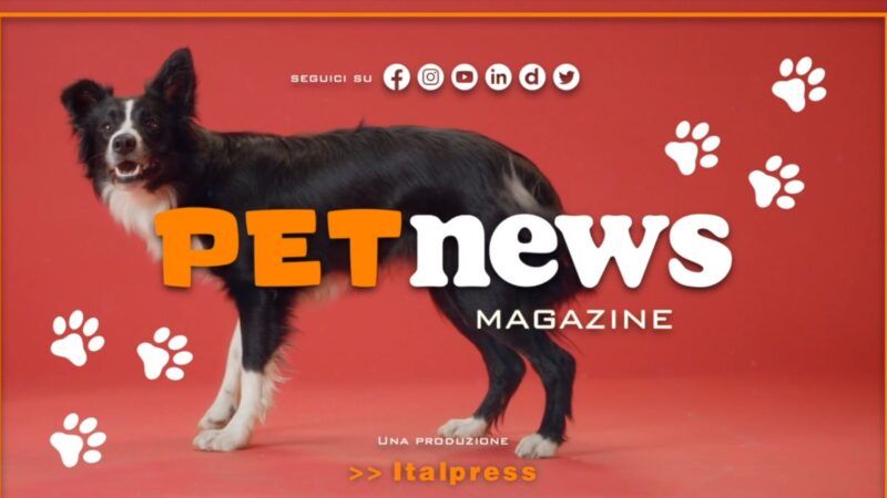 Nasce il Tg Pet dell’Italpress, nuovo magazine tv dedicato agli animali
