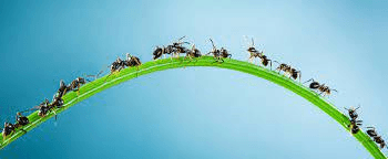 Anche le formiche amano la filosofia